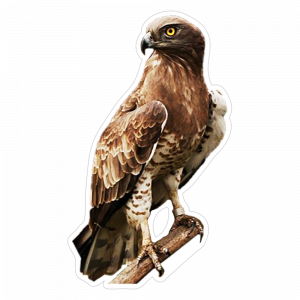 un immagine di Biancone