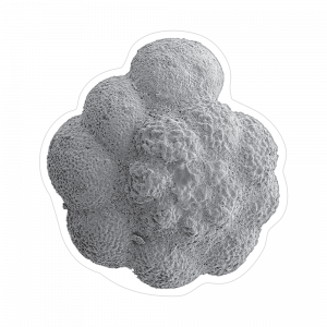 un immagine di Foraminiferi