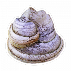 un immagine di Fungo dell'esca