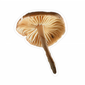 un immagine di Gambasecca