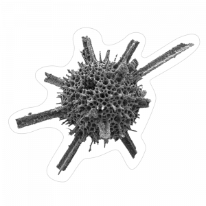 un immagine di Radiolari