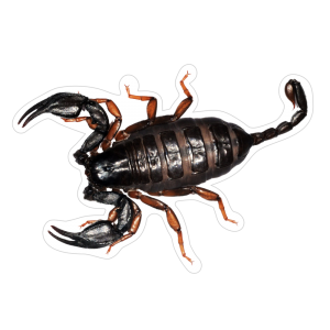 un immagine di Scorpione italico